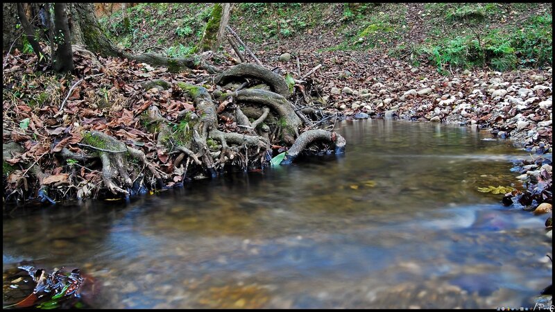 Stream with exposed roots