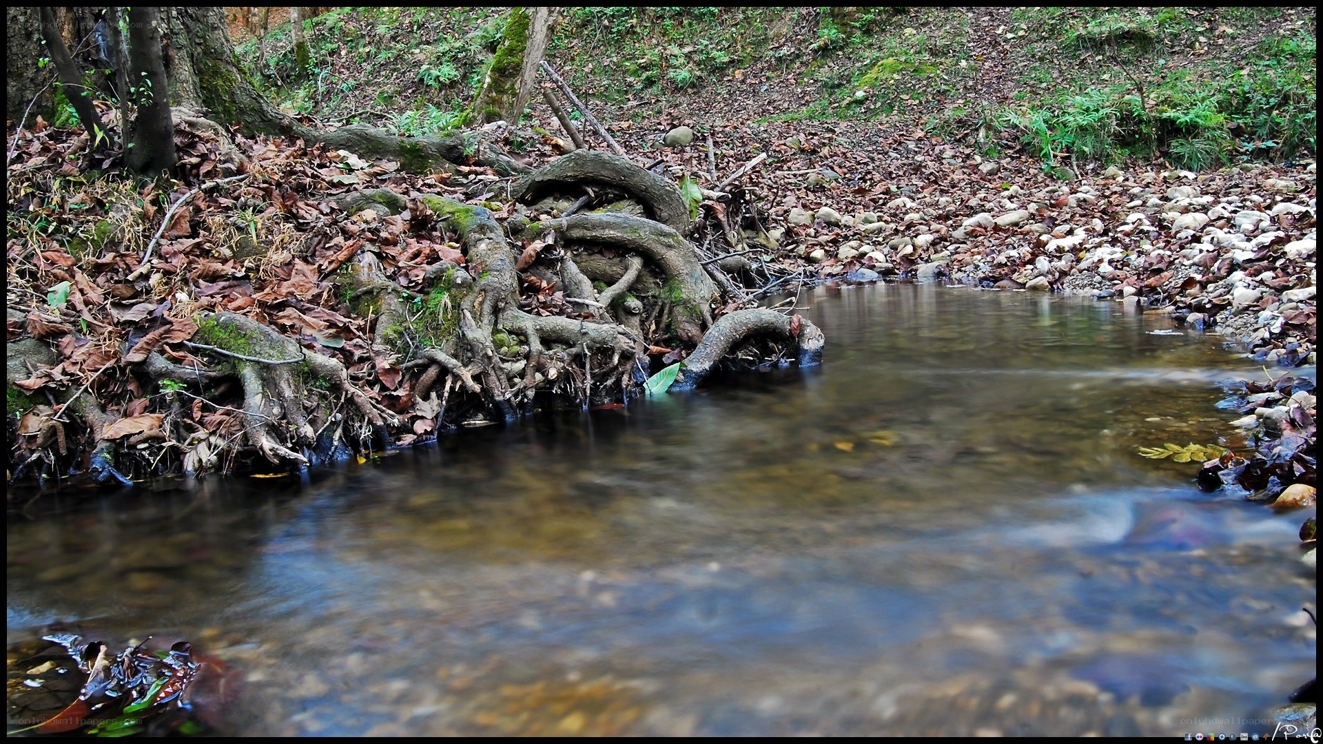 Stream with exposed roots