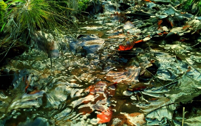 Stream with fallen leaves