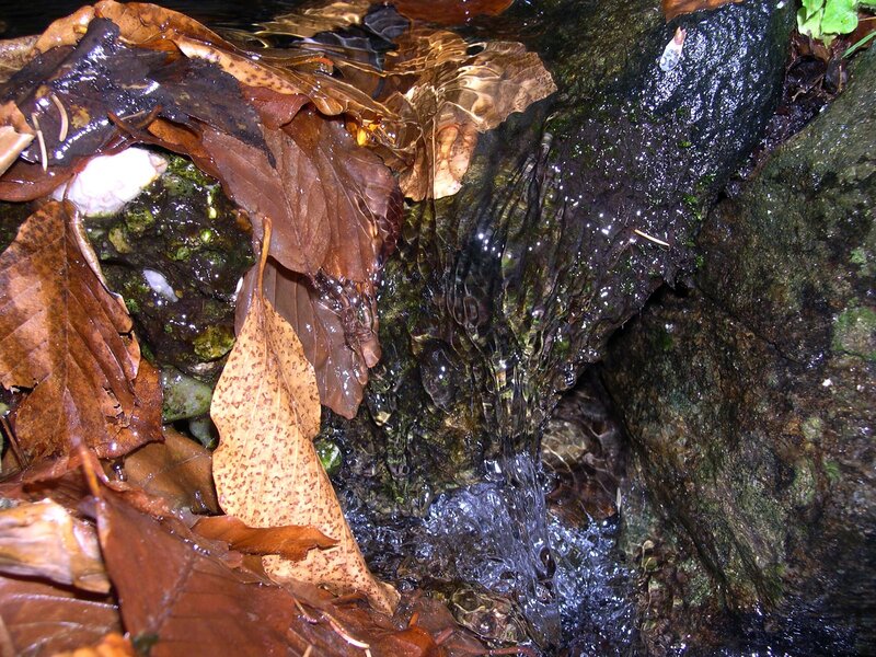 Stream with fallen leaves