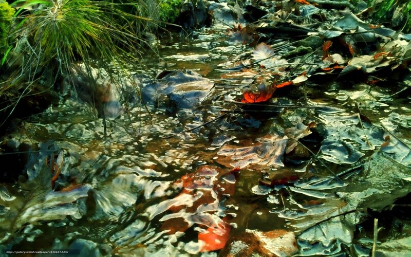 Stream with fallen leaves
