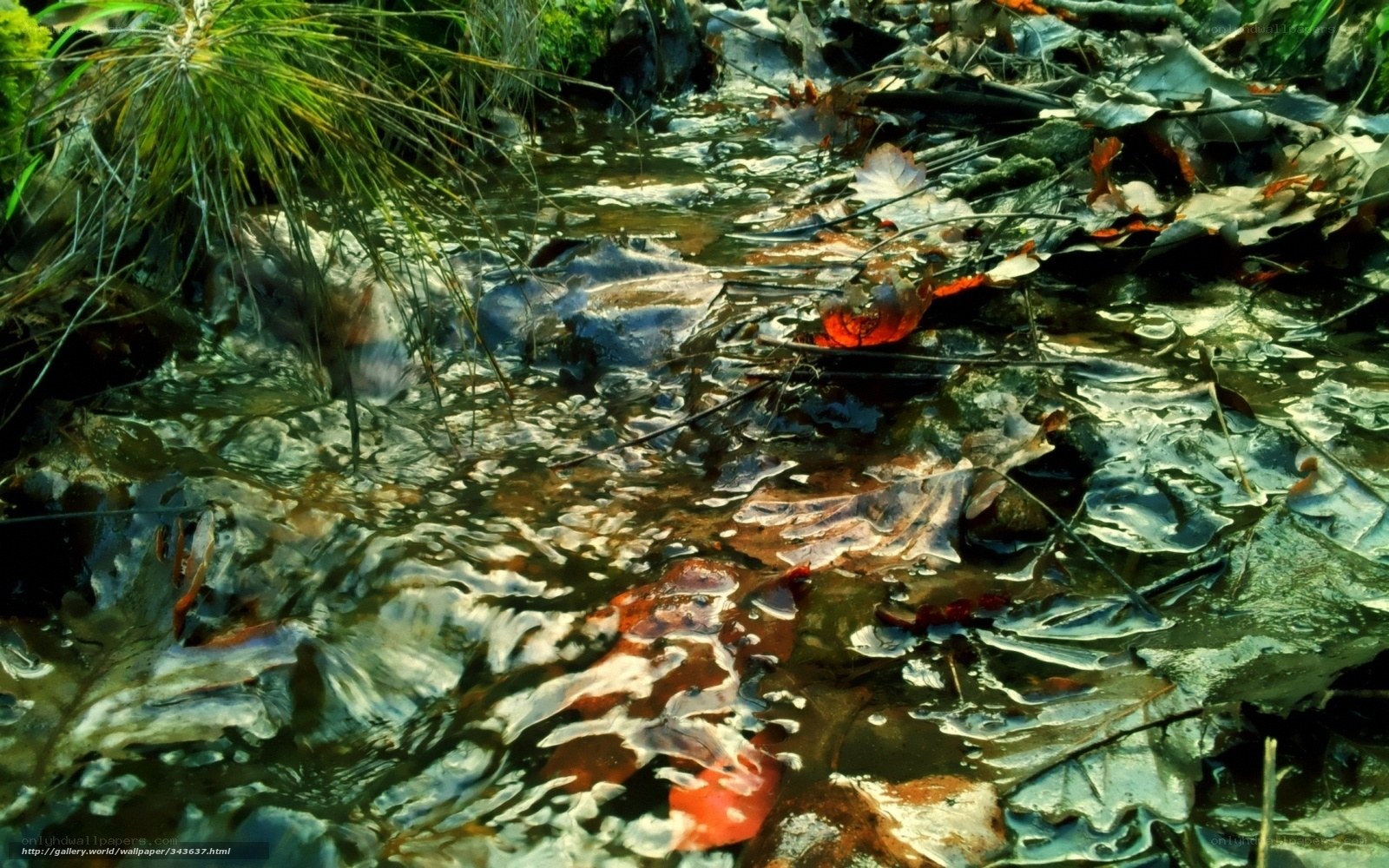 Stream with fallen leaves