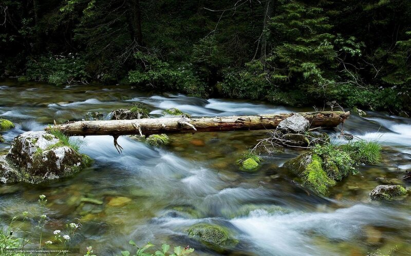 Stream with Fallen Log
