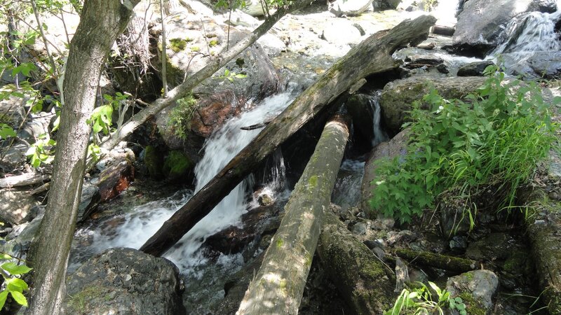 Stream with Fallen Logs — Green