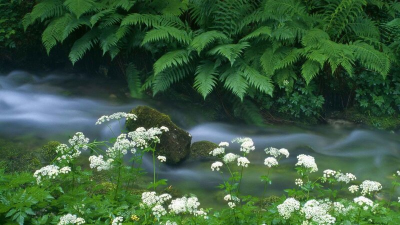 Stream with Ferns and Flowers — Green, Serene, Photograph