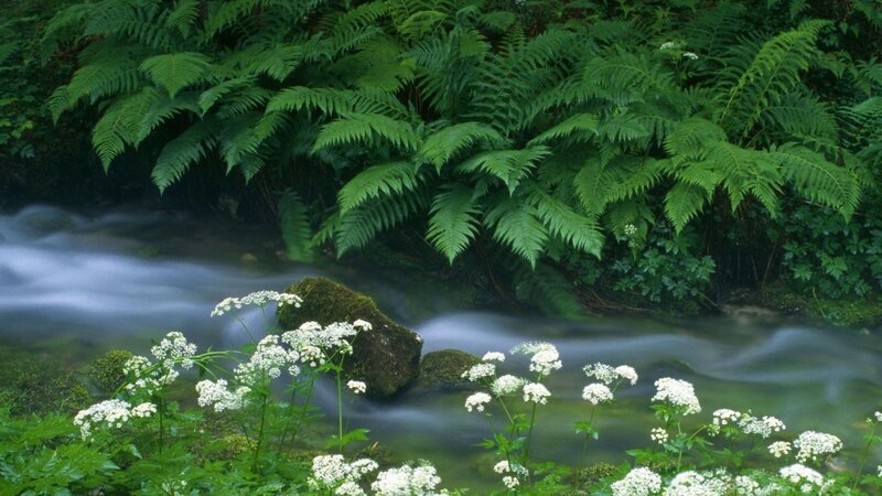 Stream with Ferns and Flowers — Green