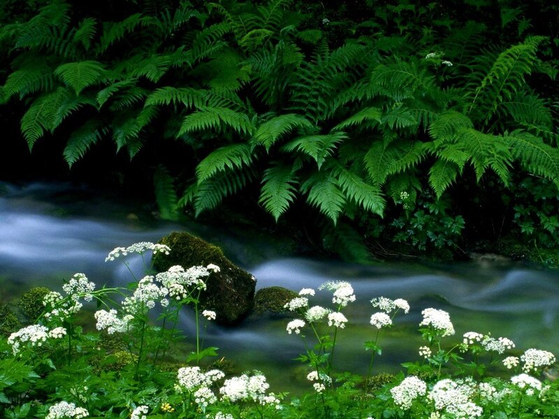 Stream with Ferns and Flowers