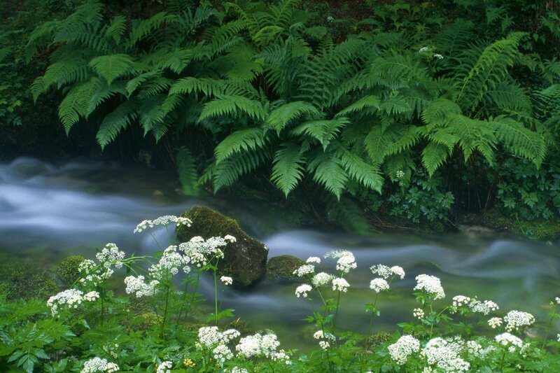 Stream with ferns and white flowers