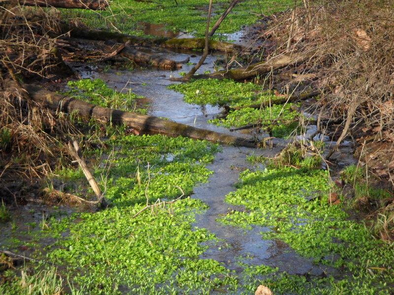 Stream with Floating Plants