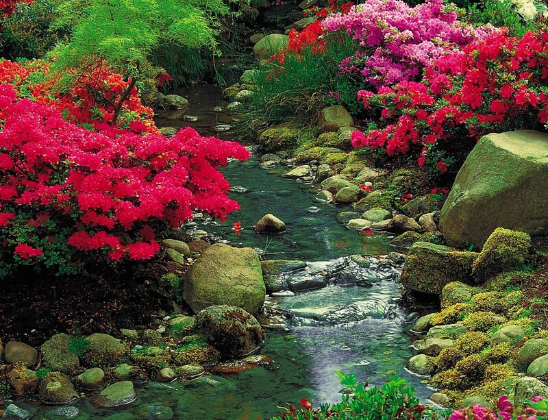 Stream with Flowering Bushes