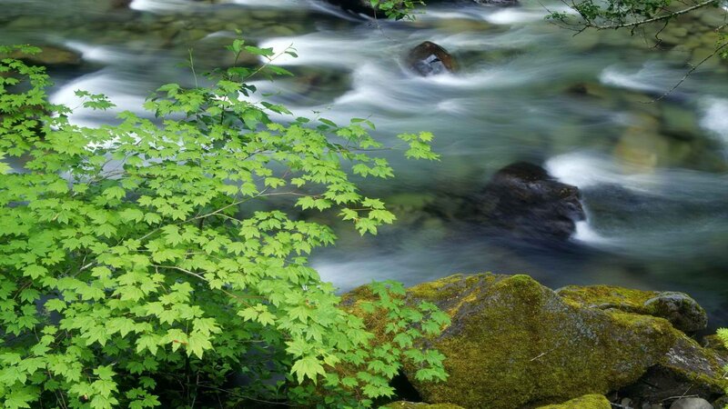 Stream with green foliage