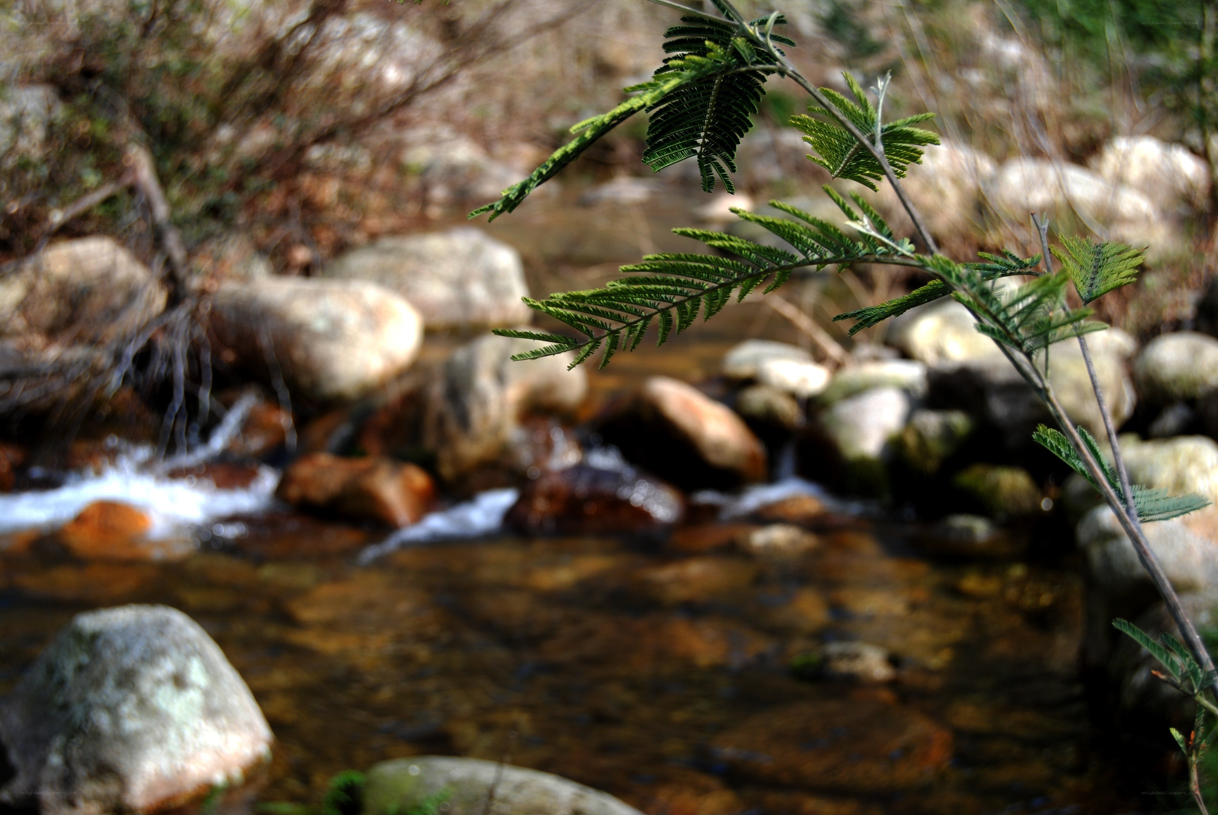 Stream with green foliage