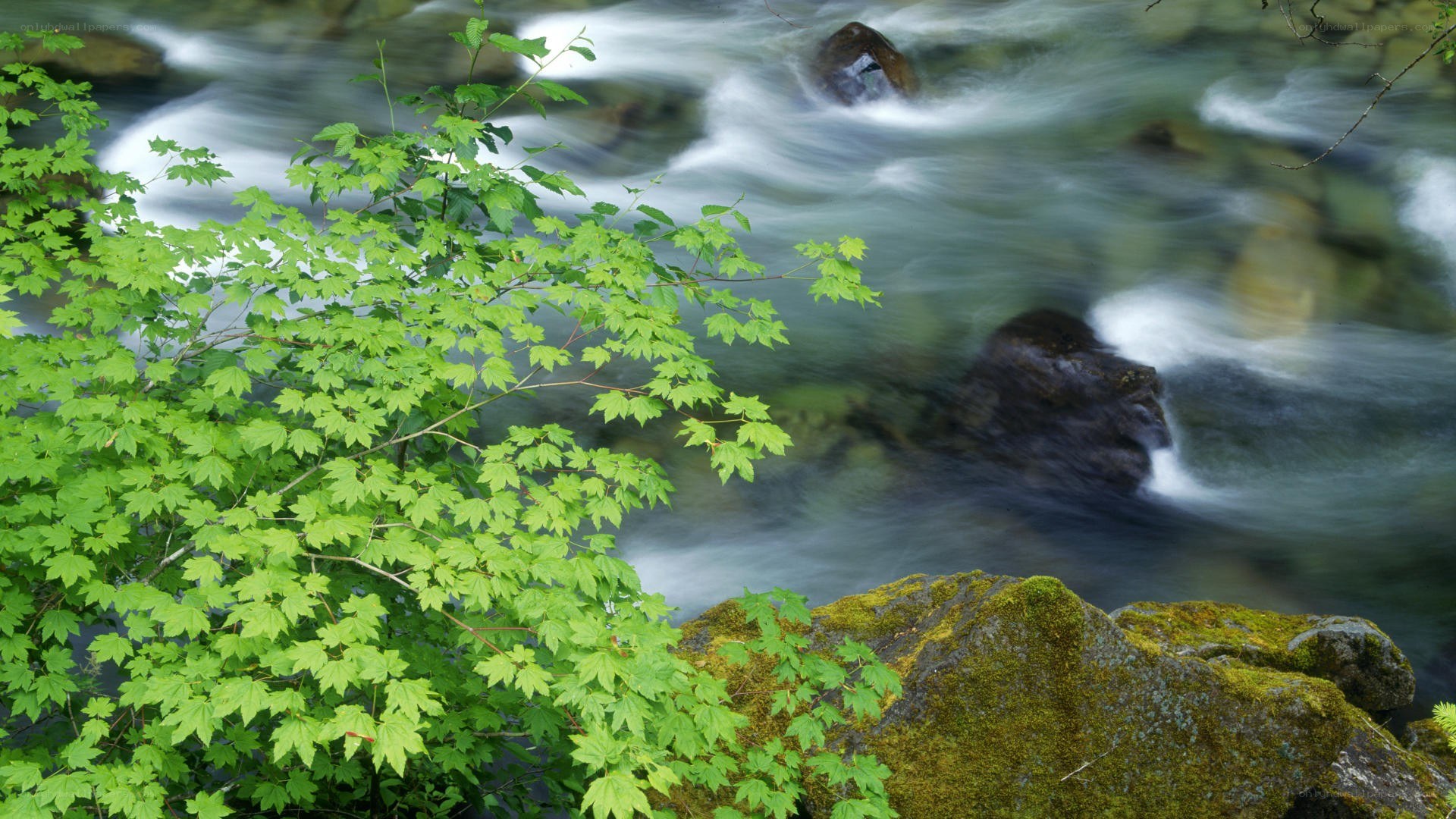 Stream with green leaves
