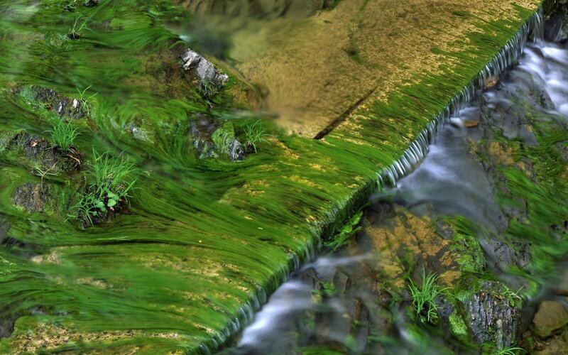Stream with green moss
