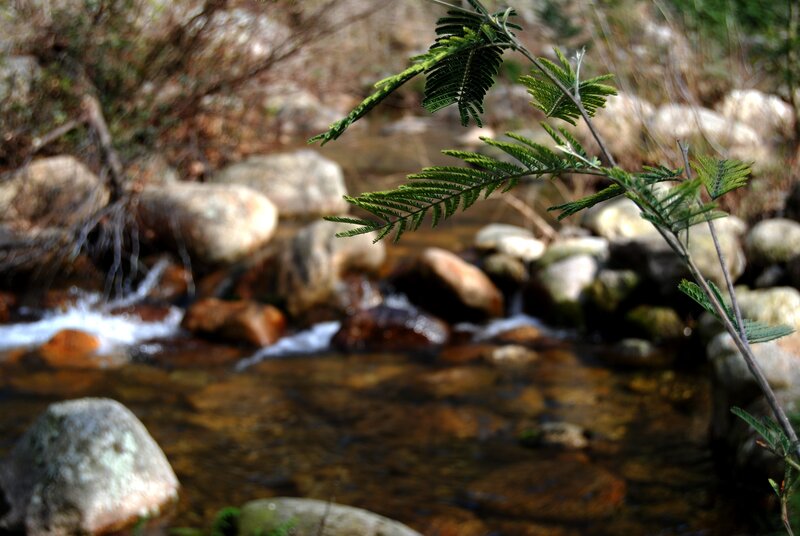 Stream with Green Plant