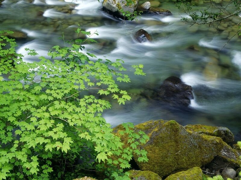Stream with mossy rocks and green leaves