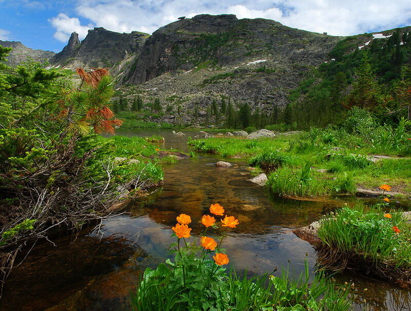 Stream with Orange Flowers