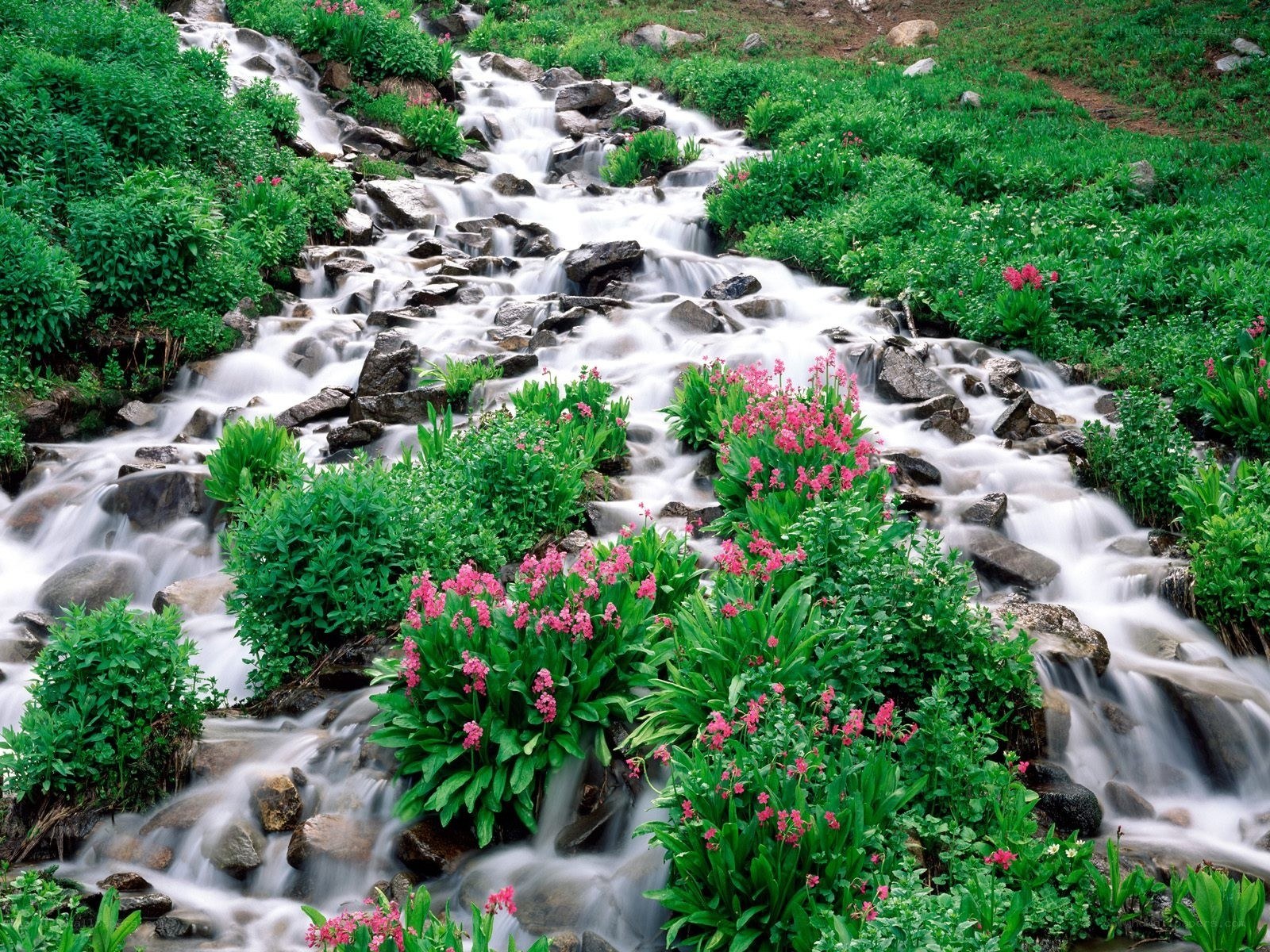 Stream with pink flowers