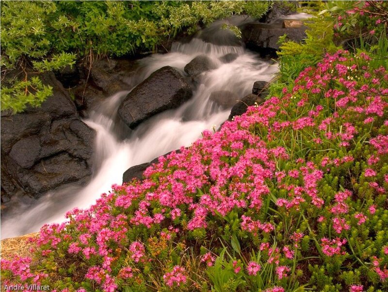 Stream with pink flowers