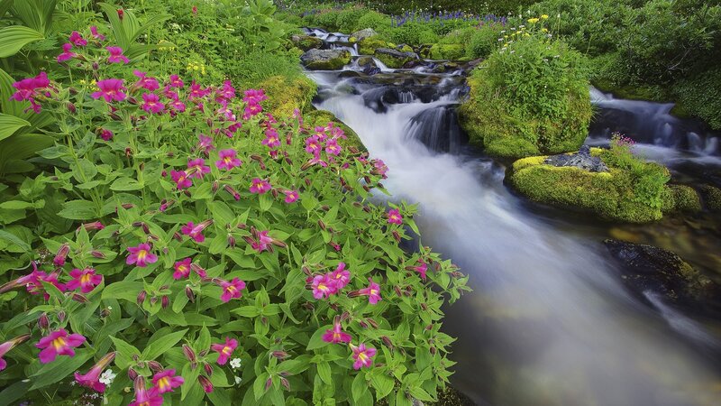 Stream with Pink Flowers — Green, Serene, Morning