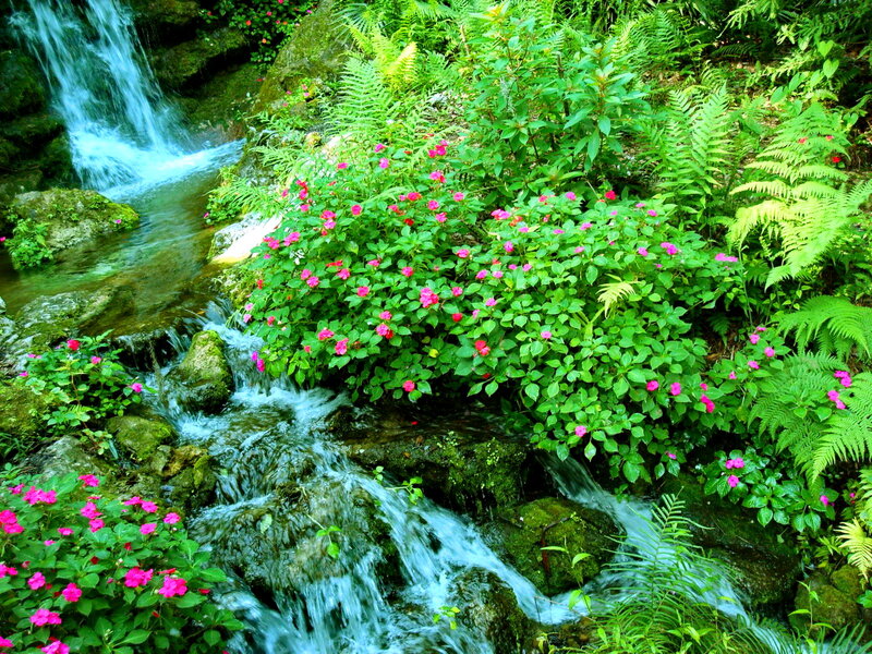 Stream with Pink Flowers — Green, Serene, Spring, Photograph