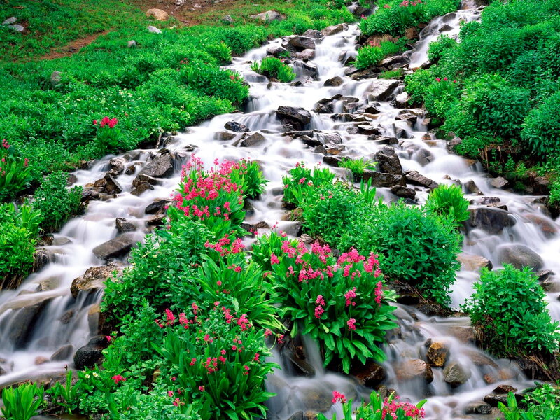 Stream with Pink Flowers — Green, Serene, Spring