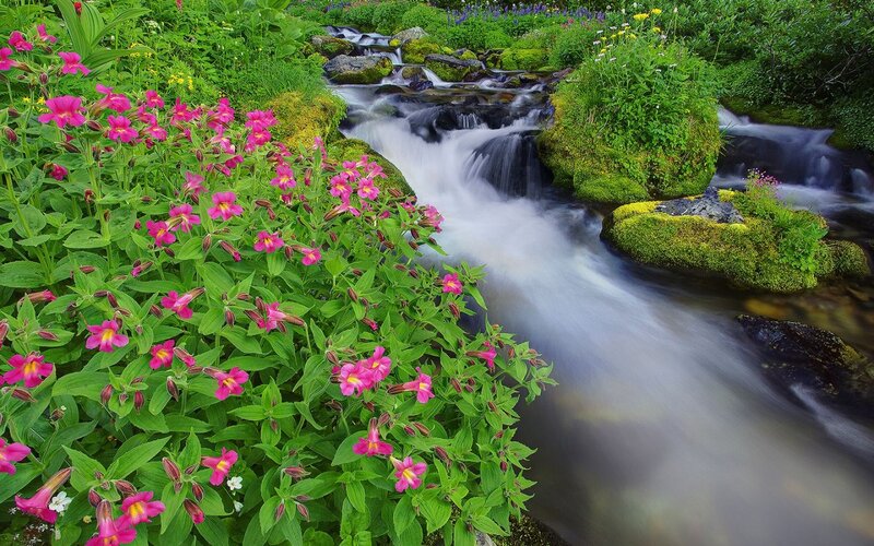 Stream with Pink Flowers — Green, Serene, Summer