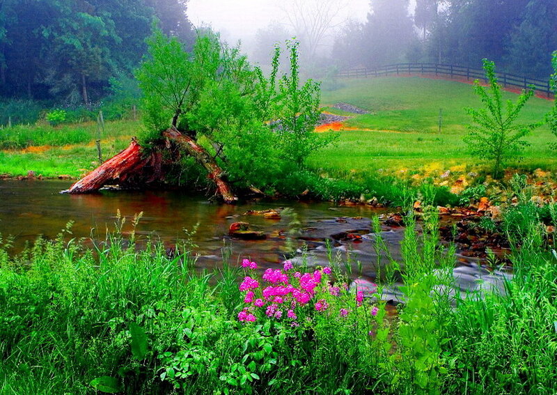 Stream with Pink Flowers — Green