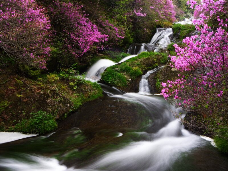 Stream with Pink Flowers — Serene, Spring