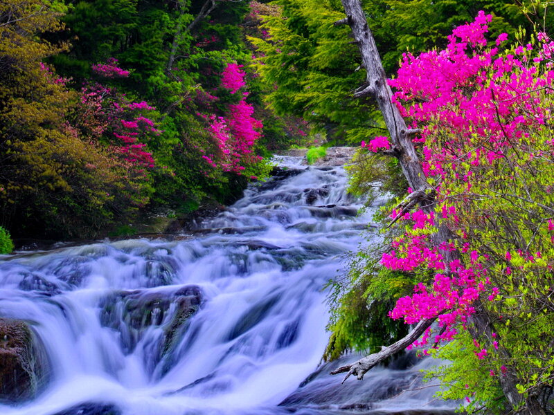 Stream with Pink Flowers — Serene