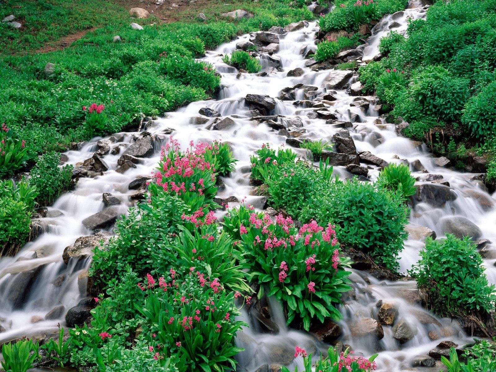 Stream with pink flowers