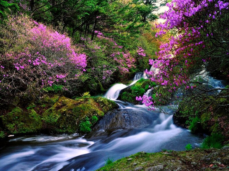 Stream with Purple Flowers
