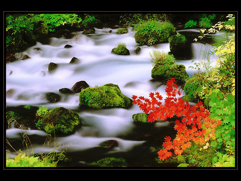 Stream with Red Leaves — Serene