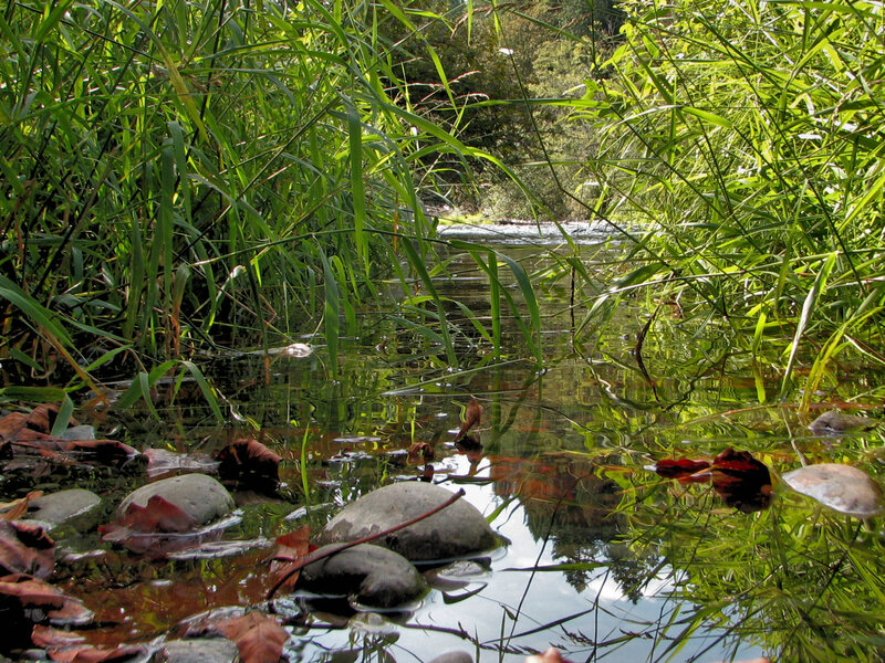 Stream with Reeds and Rocks