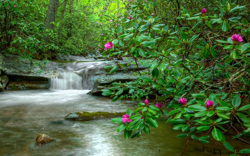Stream with Rhododendrons