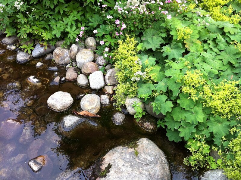 Stream with rocks and flowers