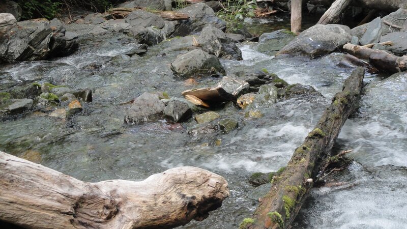 Stream with Rocks and Logs