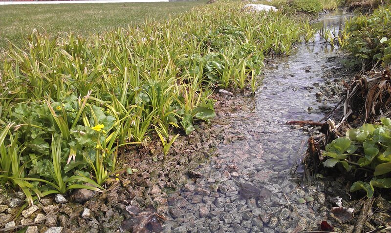 Stream with rocks and plants