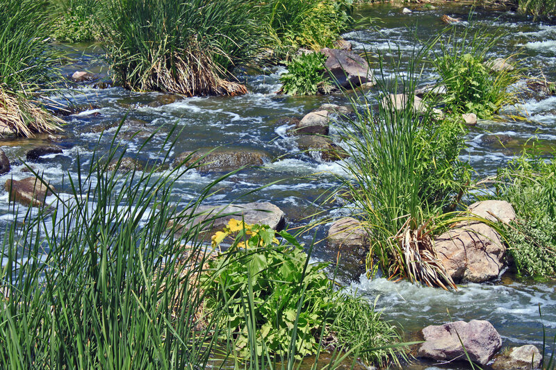 Stream with Rocks and Reeds