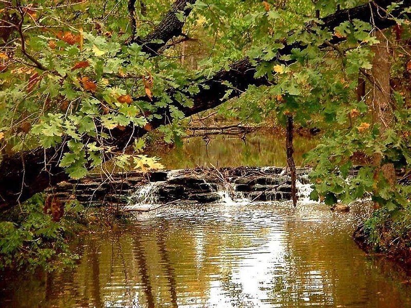 Stream with small waterfall in forest