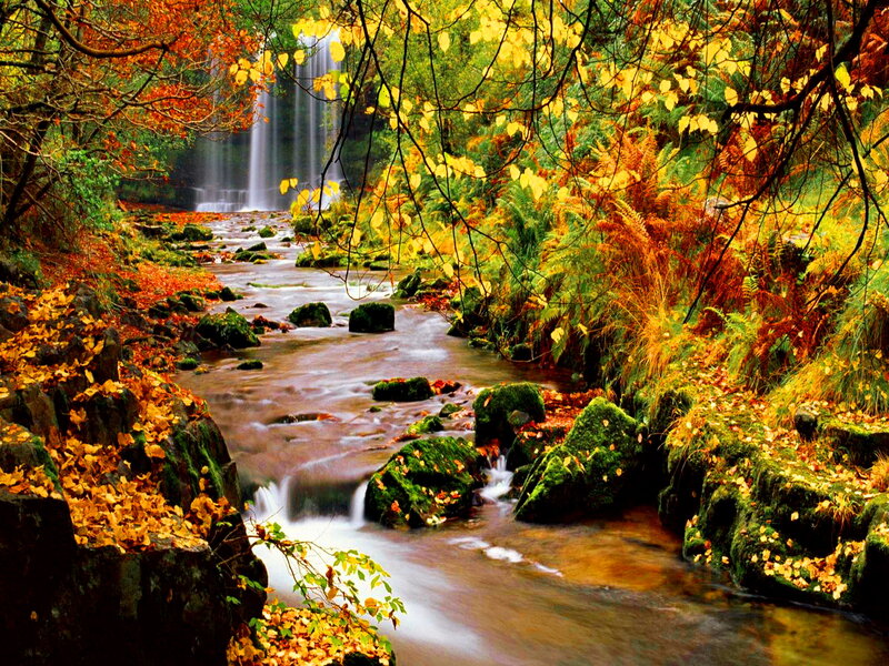 Stream with Waterfall — Green, Serene, Autumn, Photograph, Fallen Leaves, Mossy Rocks
