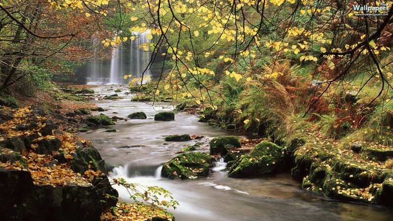 Stream with Waterfall — Green, Serene, Autumn, Photograph, Trees, Rocks, Fallen Leaves