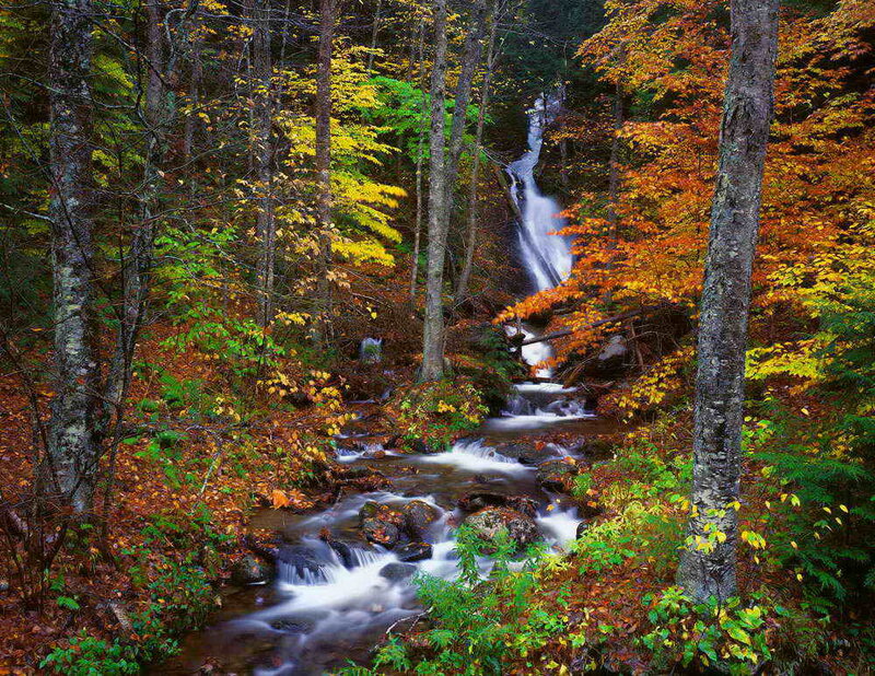 Stream with Waterfall — Green, Serene, Autumn, Photograph, Trees