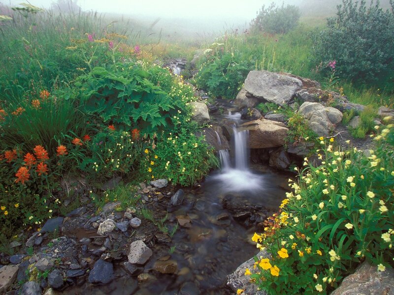 Stream with Waterfall — Green, Serene, Morning, Photograph, Flowers, Rocks, Fog