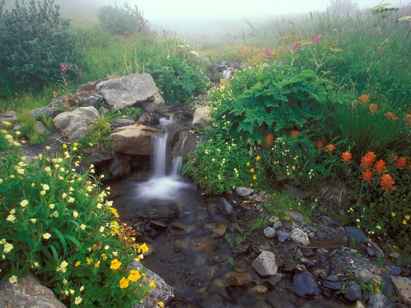 Stream with Waterfall — Green, Serene, Morning, Photograph