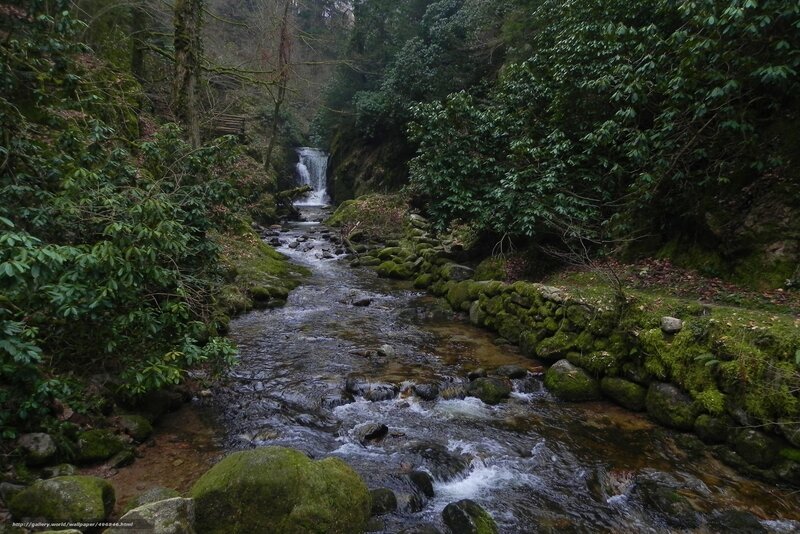 Stream with Waterfall — Green, Serene, Photograph, Forest