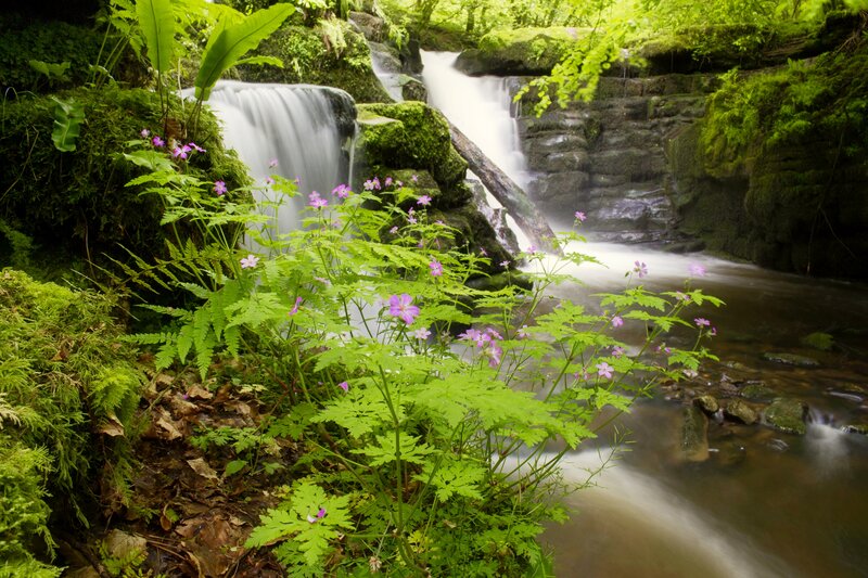 Stream with Waterfall — Green, Serene, Spring, Photograph, Flowers