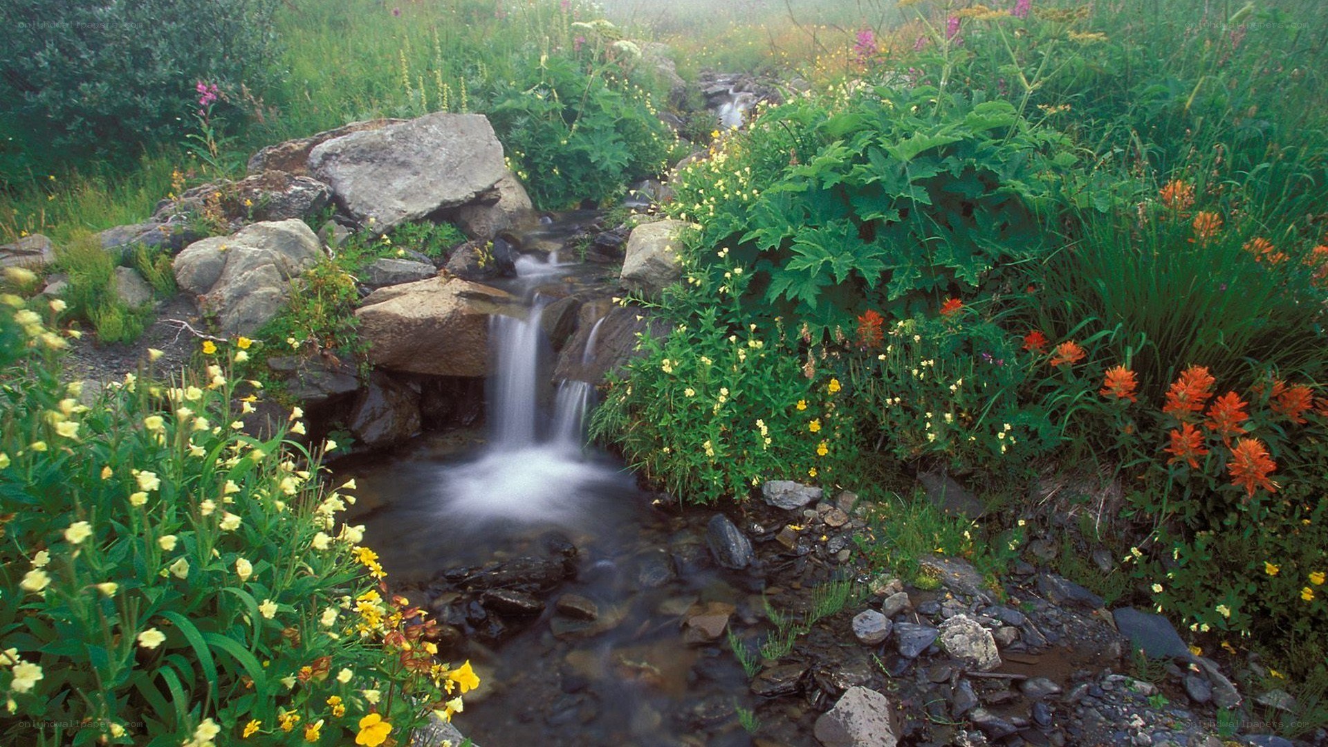 Stream with waterfall in wildflowers