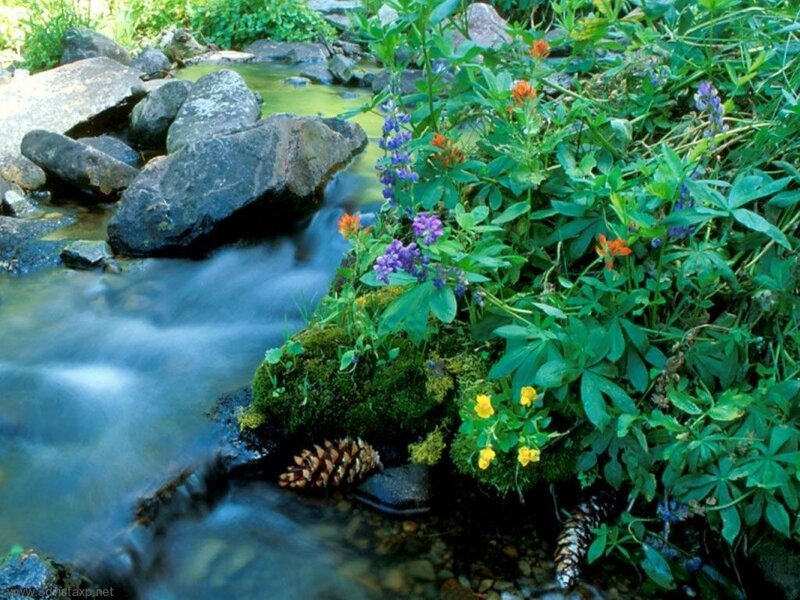 Stream with wildflowers and pinecones
