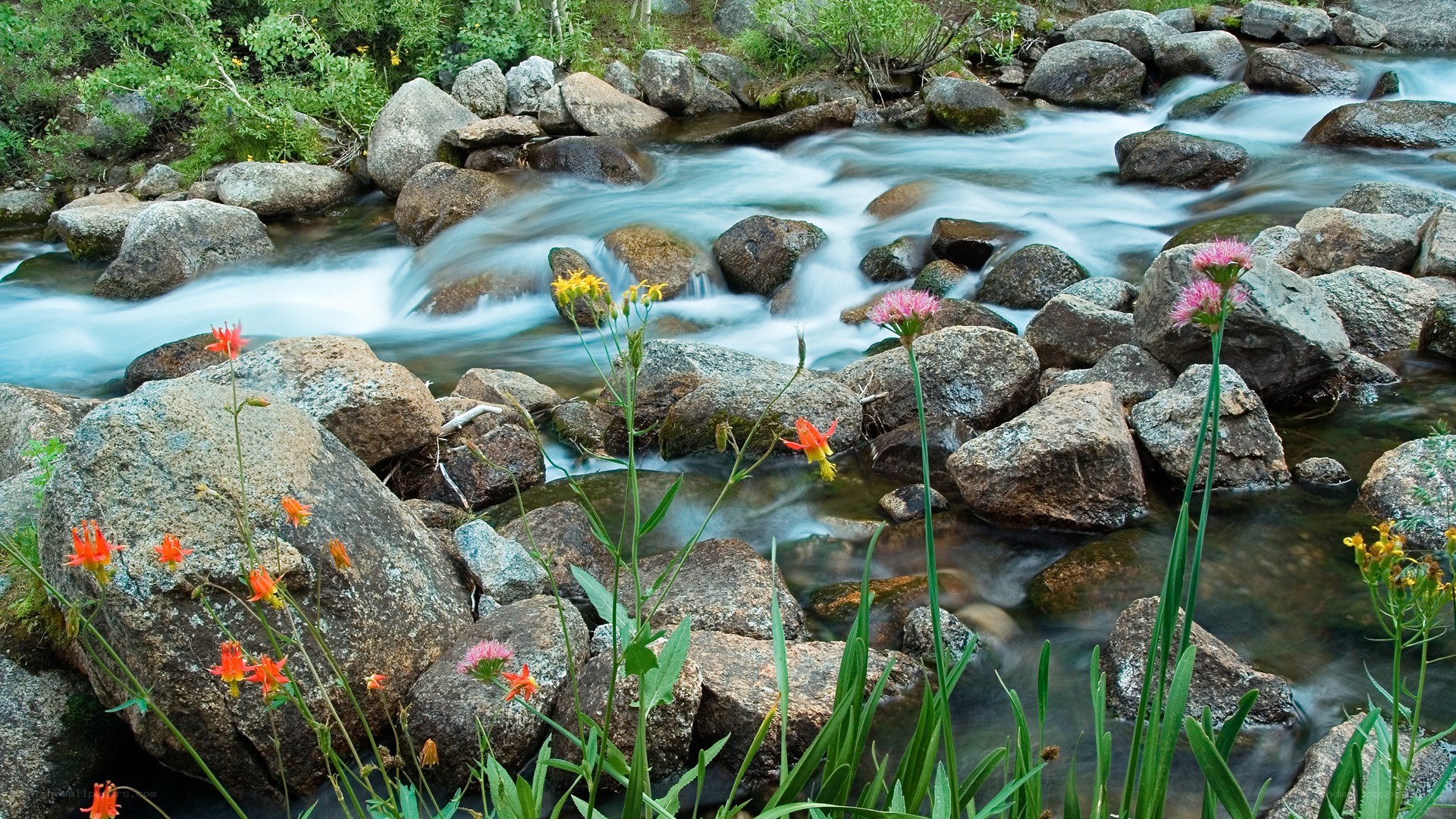 Stream with wildflowers and rocks